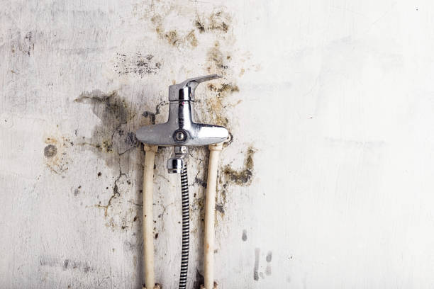 Best Mold Cleaning Services  in West Union, IA