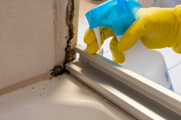 Best Affordable Mold Removal  in West Union, IA