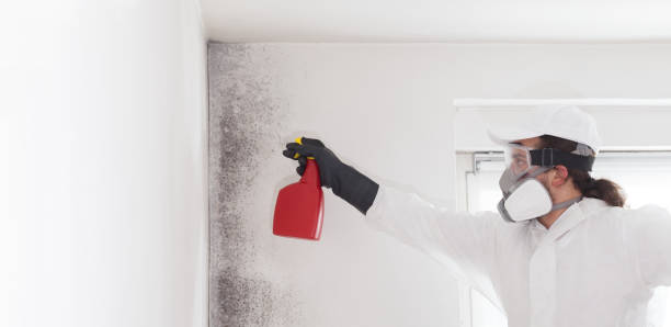 Best Emergency Mold Removal  in West Union, IA